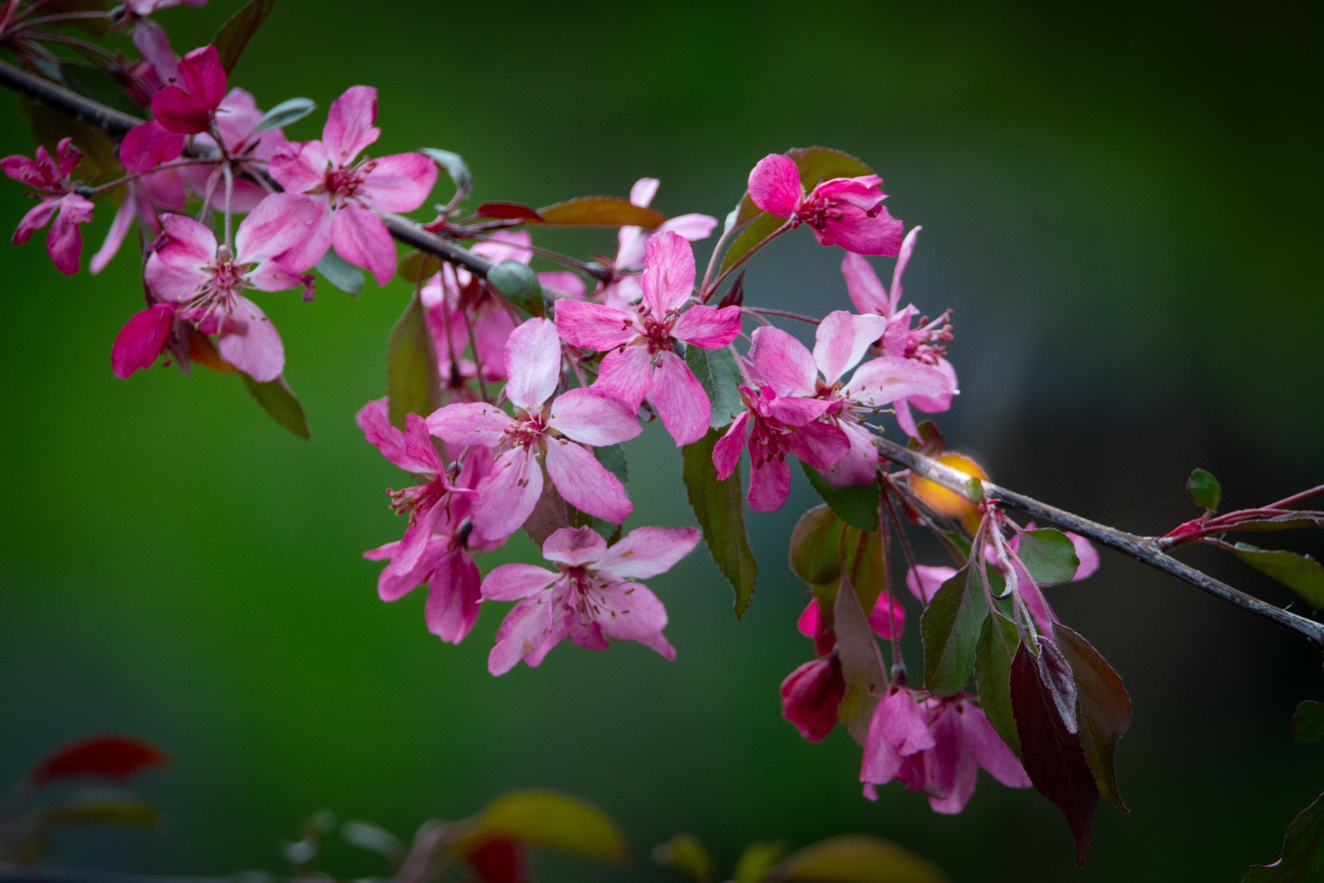 Very nices flowers in a canadian garden